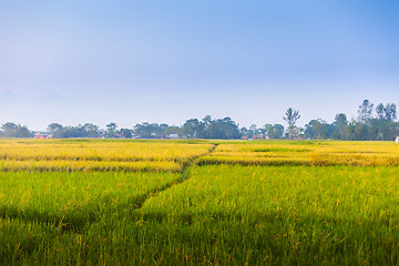 Image showing Rice fields, Nepal