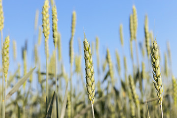 Image showing Field with cereal