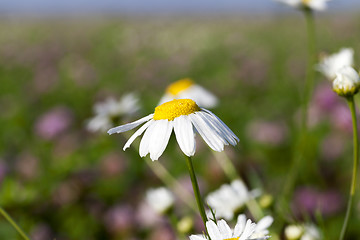 Image showing wild chamomile close up