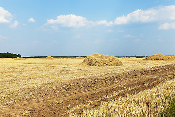 Image showing farm field cereals