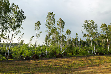 Image showing broken birch tree after a storm