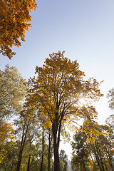 Image showing Maple Park in autumn