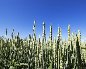 Image showing unripe ears of wheat