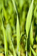 Image showing Field with cereal