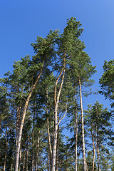 Image showing pine trees in the forest