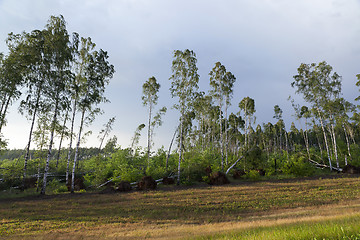 Image showing broken birch trees