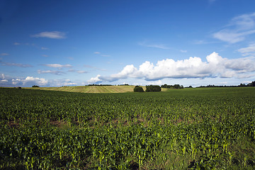 Image showing Young green corn