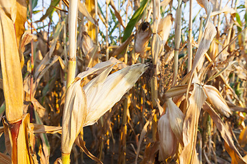 Image showing yellowed ripe corn