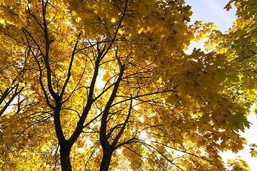 Image showing Maple Park in autumn