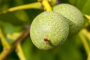 Image showing unripe walnut, close-up