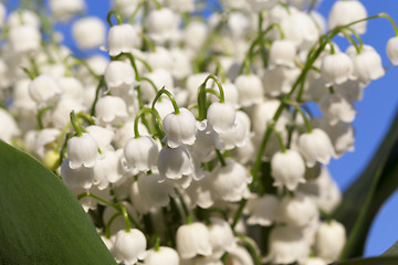 Image showing Forest lily of the valley close-up