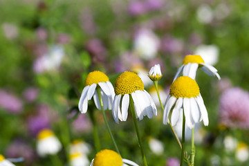 Image showing wild chamomile close up