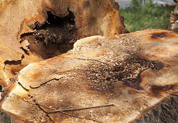 Image showing old tree trunk