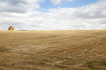 Image showing gathering the wheat harvest