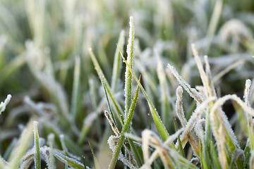 Image showing young grass plants, close-up