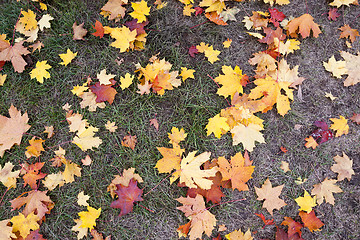 Image showing leaves on the sidewalk, autumn