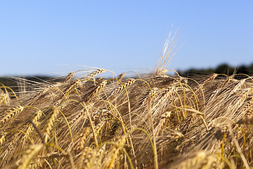 Image showing farm field cereals