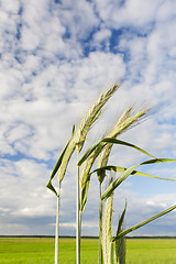 Image showing green immature cereals