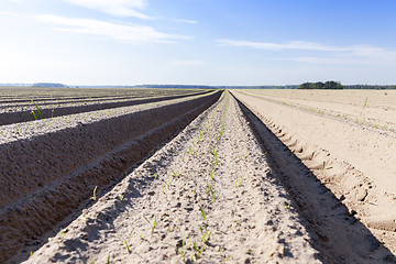 Image showing furrows in the field