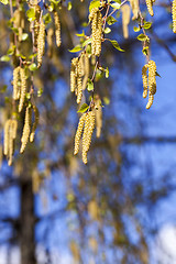 Image showing trees in the spring