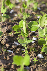 Image showing young green peas