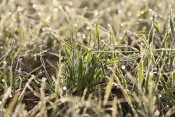 Image showing young grass plants, close-up