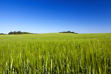 Image showing Field with cereal