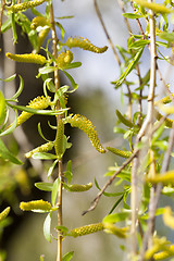 Image showing willow trees in the spring