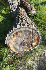 Image showing old tree trunk