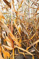 Image showing yellowed ripe corn