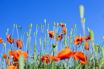 Image showing Red Poppy in the field