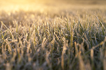 Image showing frost on the wheat