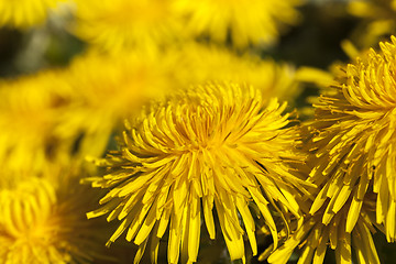 Image showing yellow dandelions in spring