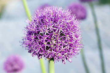 Image showing Flower onion, close-up