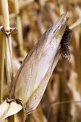 Image showing field with mature corn
