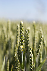 Image showing agricultural field wheat