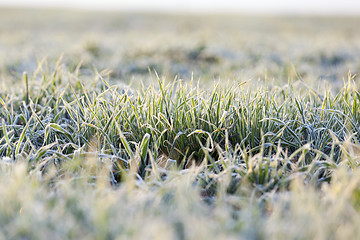 Image showing green wheat, frost