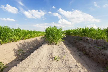 Image showing Field with carrot