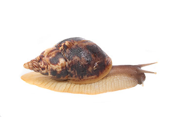 Image showing snail