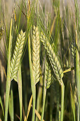 Image showing Field with cereal