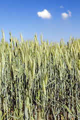 Image showing Field with cereal