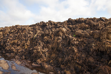 Image showing are landed in a pile of manure