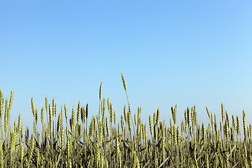 Image showing Field with cereal