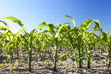 Image showing Field of green corn