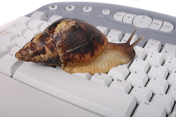 Image showing snail