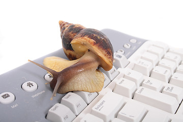 Image showing snail