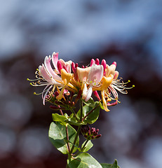 Image showing Honeysuckle