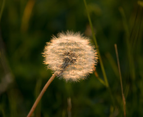 Image showing Dandelion Backlit