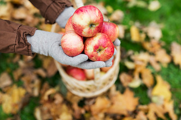 Image showing woman with basket of apples at autumn garden