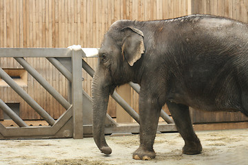 Image showing elephant